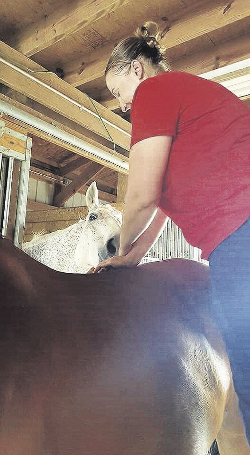 Horse chiropractor